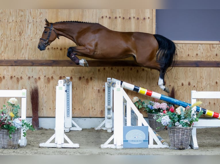 Belgijski koń gorącokrwisty Klacz 4 lat 163 cm Gniada in Kinrooi