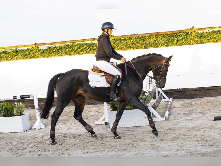 Belgijski koń gorącokrwisty Klacz 4 lat 164 cm Ciemnogniada in Waddinxveen