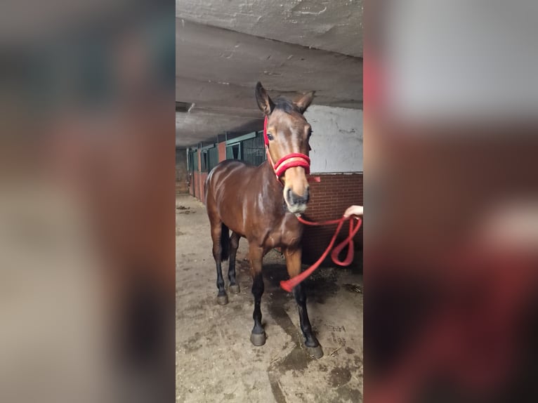 Belgijski koń gorącokrwisty Klacz 4 lat 164 cm Gniada in Wysogotowo
