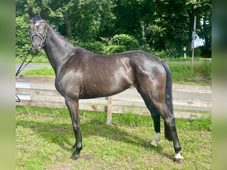 Belgijski koń gorącokrwisty Klacz 4 lat 164 cm Kara in Hude (Oldenburg)