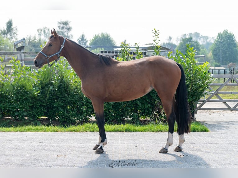 Belgijski koń gorącokrwisty Klacz 4 lat 165 cm Gniada in Bladel