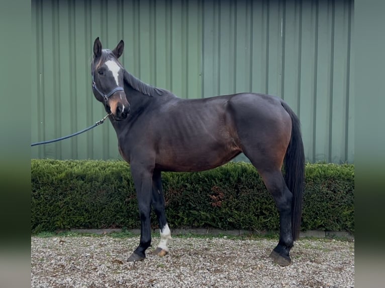 Belgijski koń gorącokrwisty Klacz 4 lat 167 cm Ciemnogniada in Oud Gastel