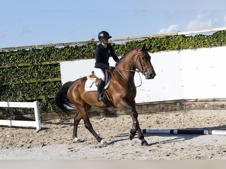 Belgijski koń gorącokrwisty Klacz 4 lat 168 cm Gniada in Waddinxveen