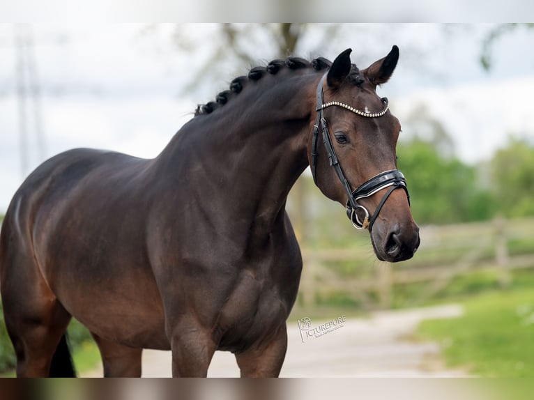 Belgijski koń gorącokrwisty Klacz 4 lat 168 cm Gniada in Weert
