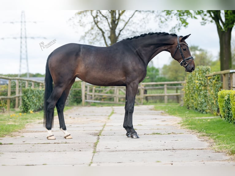Belgijski koń gorącokrwisty Klacz 4 lat 168 cm Gniada in Weert