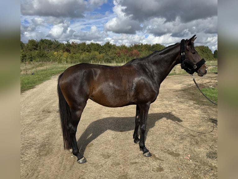 Belgijski koń gorącokrwisty Klacz 4 lat 168 cm Kasztanowata in Saint-Denis-en-Val