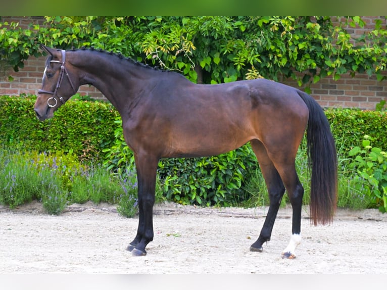 Belgijski koń gorącokrwisty Klacz 4 lat 169 cm Ciemnogniada in Bladel