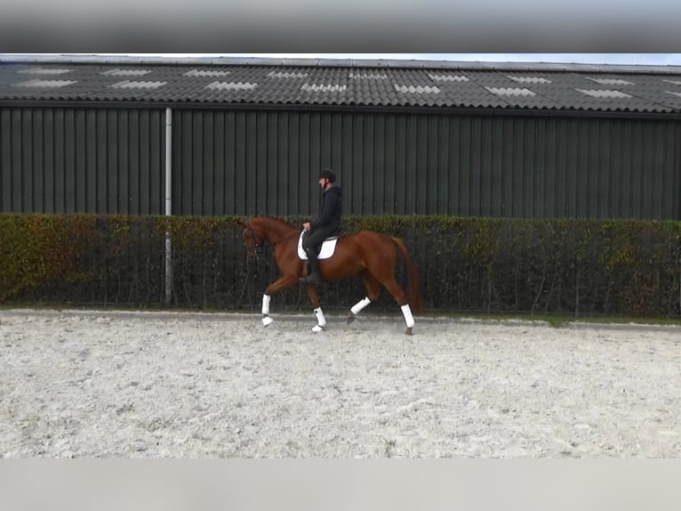 Belgijski koń gorącokrwisty Klacz 4 lat 169 cm Kasztanowata in M&#xF6;nchengladbach