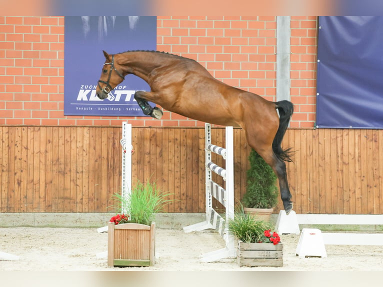 Belgijski koń gorącokrwisty Klacz 4 lat 170 cm Gniada in Lastrup