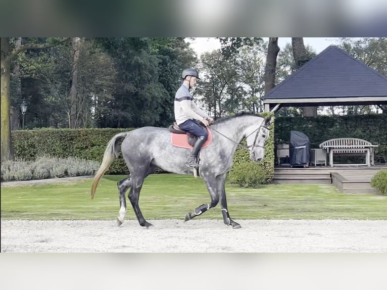 Belgijski koń gorącokrwisty Klacz 4 lat 170 cm Siwa in GROTE-BROGEL