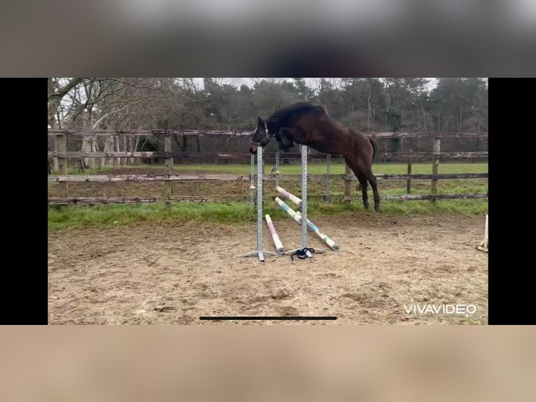 Belgijski koń gorącokrwisty Klacz 4 lat 171 cm Ciemnogniada in Neerglabbeek