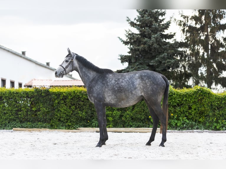 Belgijski koń gorącokrwisty Klacz 5 lat 158 cm Siwa in Marcelewo