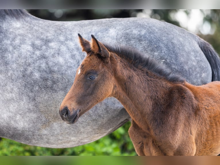 Belgijski koń gorącokrwisty Klacz 5 lat 158 cm Siwa in Marcelewo