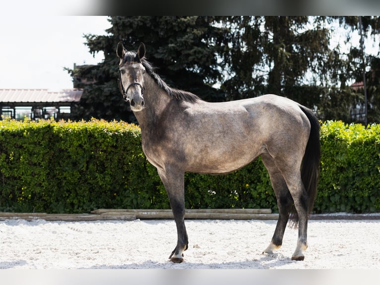 Belgijski koń gorącokrwisty Klacz 5 lat 159 cm in Marcelewo