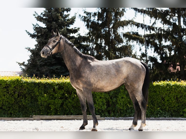 Belgijski koń gorącokrwisty Klacz 5 lat 159 cm in Marcelewo