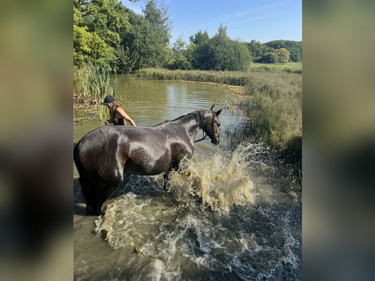Belgijski koń gorącokrwisty Klacz 5 lat 160 cm Ciemnogniada in MollemAsse