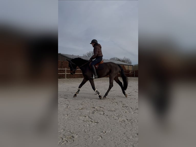 Belgijski koń gorącokrwisty Klacz 5 lat 160 cm Ciemnogniada in MollemAsse