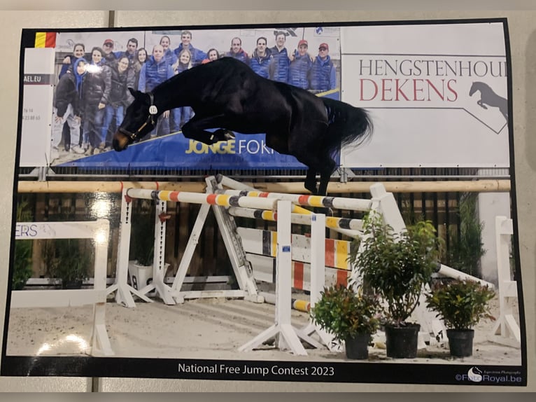 Belgijski koń gorącokrwisty Klacz 5 lat 160 cm Ciemnogniada in MollemAsse