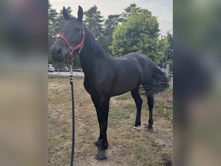 Belgijski koń gorącokrwisty Klacz 5 lat 160 cm Ciemnogniada in MollemAsse
