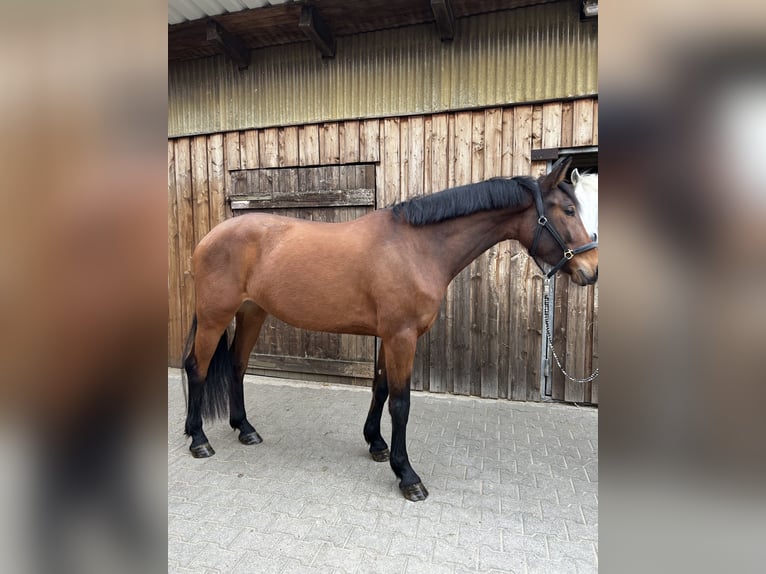 Belgijski koń gorącokrwisty Klacz 5 lat 160 cm Gniada in Giebelstadt