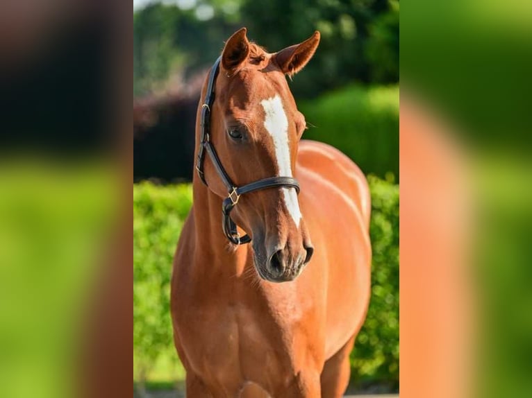 Belgijski koń gorącokrwisty Klacz 5 lat 164 cm Ciemnokasztanowata in Bladel