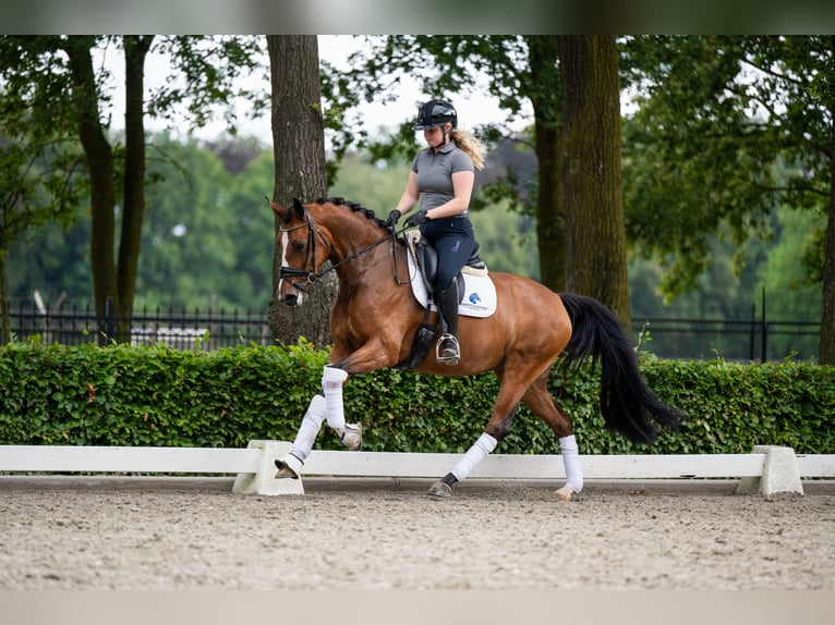 Belgijski koń gorącokrwisty Klacz 5 lat 165 cm Ciemnokasztanowata in Weert