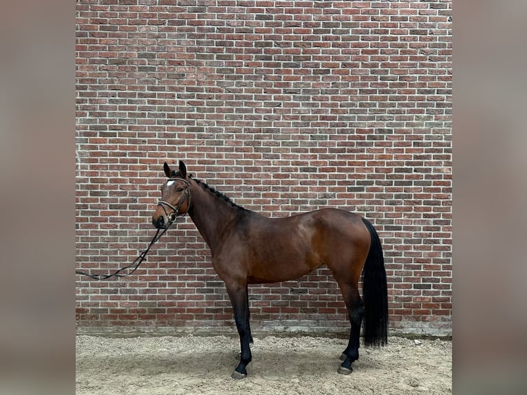 Belgijski koń gorącokrwisty Klacz 5 lat 165 cm Gniada in Grote-Brogel