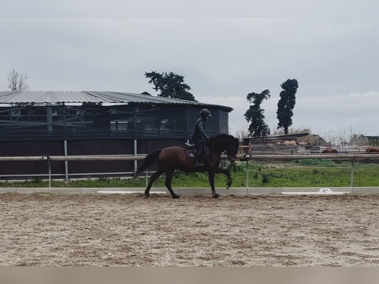 Belgijski koń gorącokrwisty Klacz 5 lat 165 cm  in GROTE-BROGEL