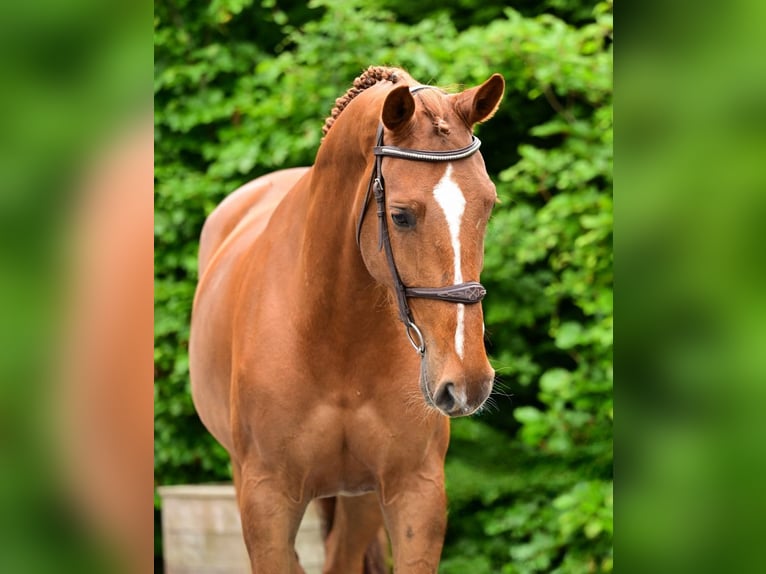Belgijski koń gorącokrwisty Klacz 5 lat 167 cm Kasztanowata in Bladel