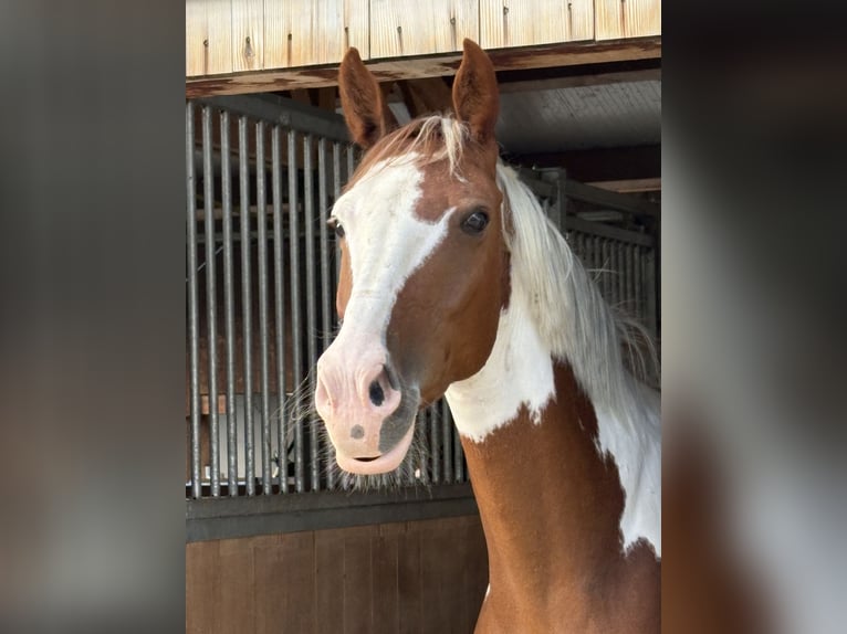 Belgijski koń gorącokrwisty Klacz 6 lat 158 cm Srokata in Wolfhalden