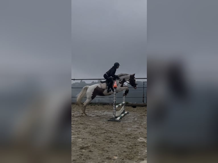 Belgijski koń gorącokrwisty Klacz 6 lat 158 cm Srokata in Wolfhalden