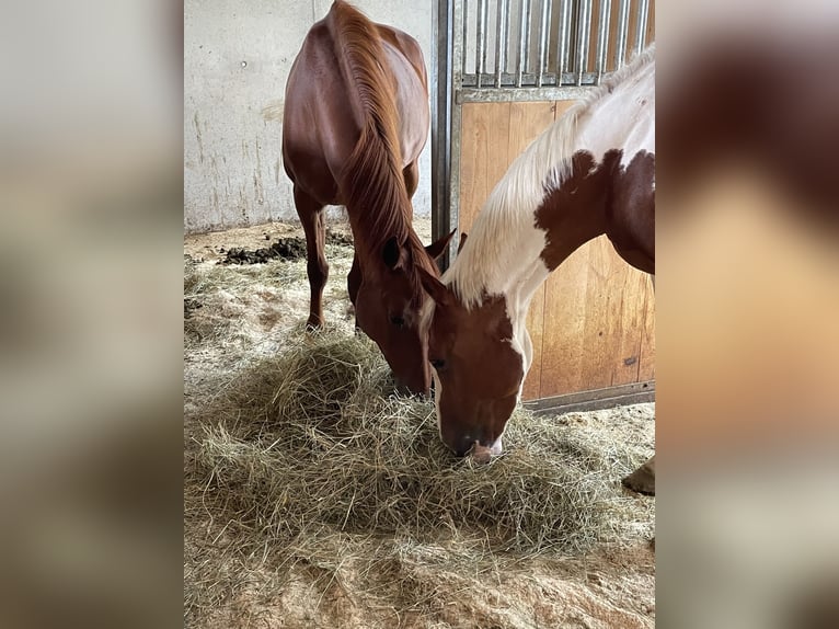 Belgijski koń gorącokrwisty Klacz 6 lat 158 cm Srokata in Wolfhalden