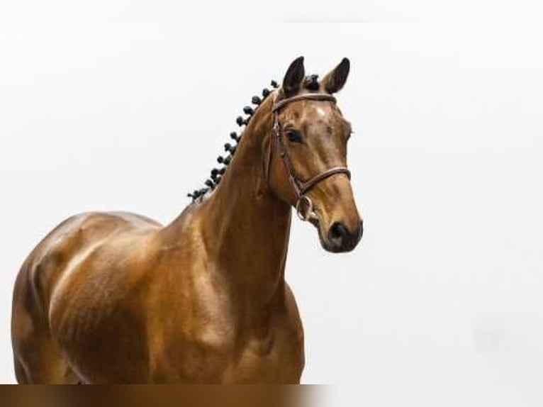 Belgijski koń gorącokrwisty Klacz 6 lat 160 cm Gniada in Waddinxveen