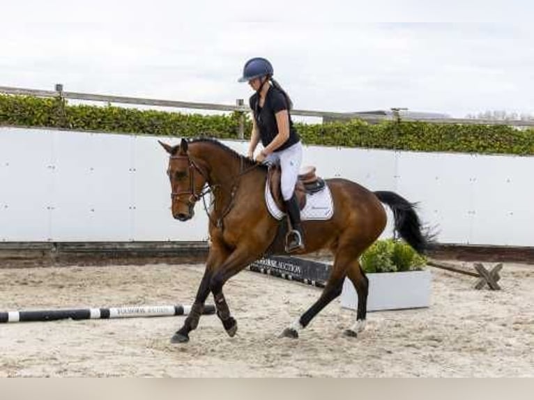 Belgijski koń gorącokrwisty Klacz 6 lat 160 cm Gniada in Waddinxveen