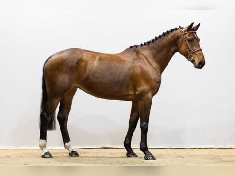 Belgijski koń gorącokrwisty Klacz 6 lat 160 cm Gniada in Waddinxveen