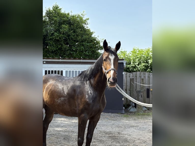 Belgijski koń gorącokrwisty Klacz 6 lat 160 cm Skarogniada in Kampenhout