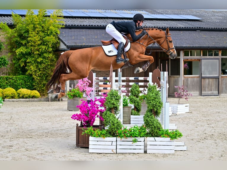 Belgijski koń gorącokrwisty Klacz 6 lat 163 cm Kasztanowata in Bladel