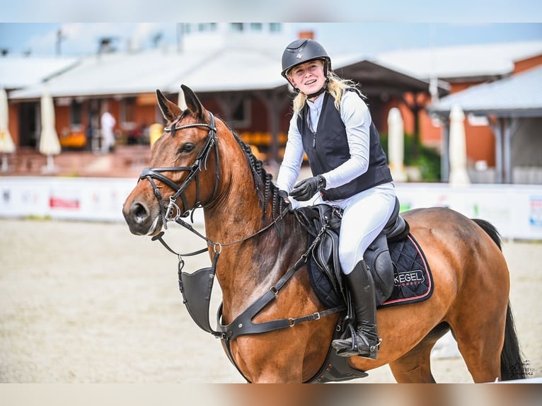 Belgijski koń gorącokrwisty Klacz 6 lat 165 cm Gniada in Wysogotowo