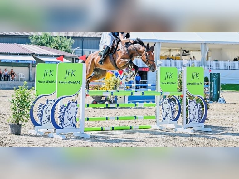 Belgijski koń gorącokrwisty Klacz 6 lat 166 cm Ciemnogniada in Gossau SG