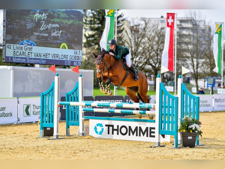 Belgijski koń gorącokrwisty Klacz 6 lat 166 cm Ciemnogniada in Gossau SG