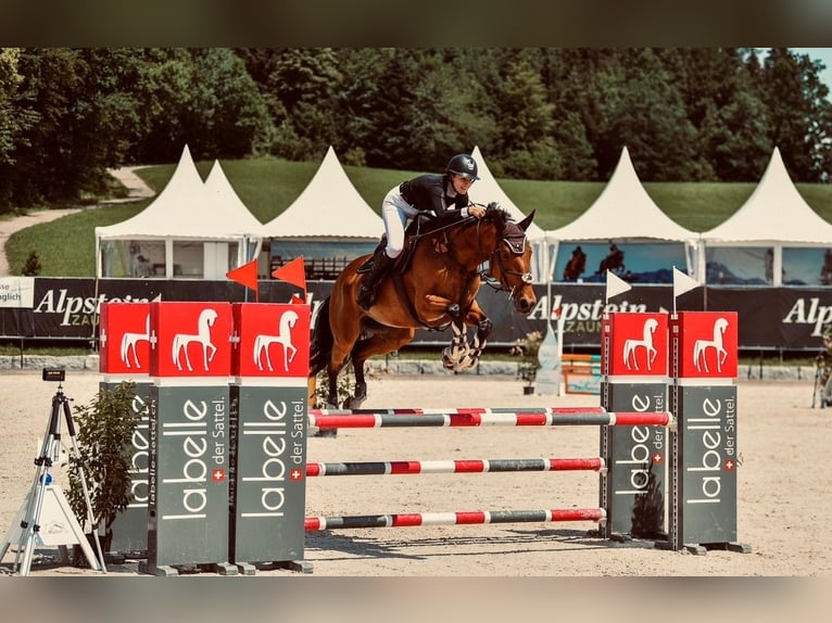 Belgijski koń gorącokrwisty Klacz 6 lat 166 cm Ciemnogniada in Gossau SG