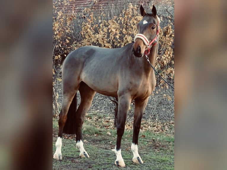 Belgijski koń gorącokrwisty Klacz 6 lat 166 cm Ciemnogniada in Gossau SG