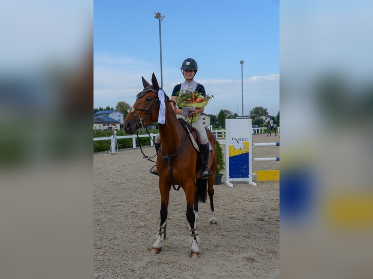 Belgijski koń gorącokrwisty Klacz 6 lat 166 cm Ciemnogniada in Gossau SG