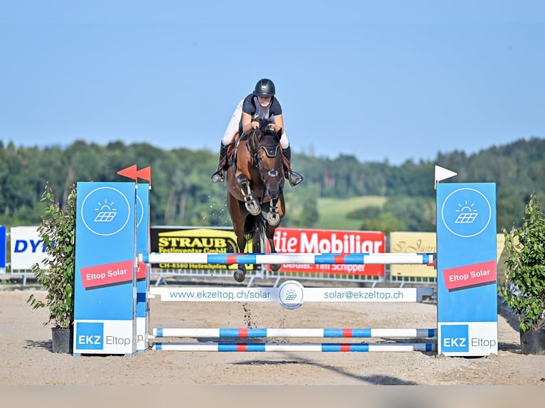 Belgijski koń gorącokrwisty Klacz 6 lat 166 cm Ciemnogniada in Gossau SG