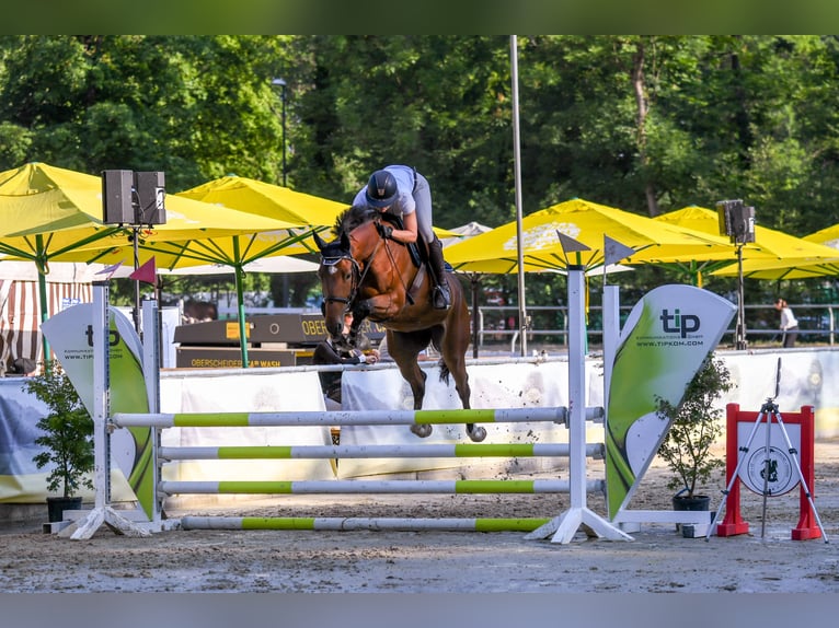 Belgijski koń gorącokrwisty Klacz 6 lat 166 cm Ciemnogniada in Gossau SG