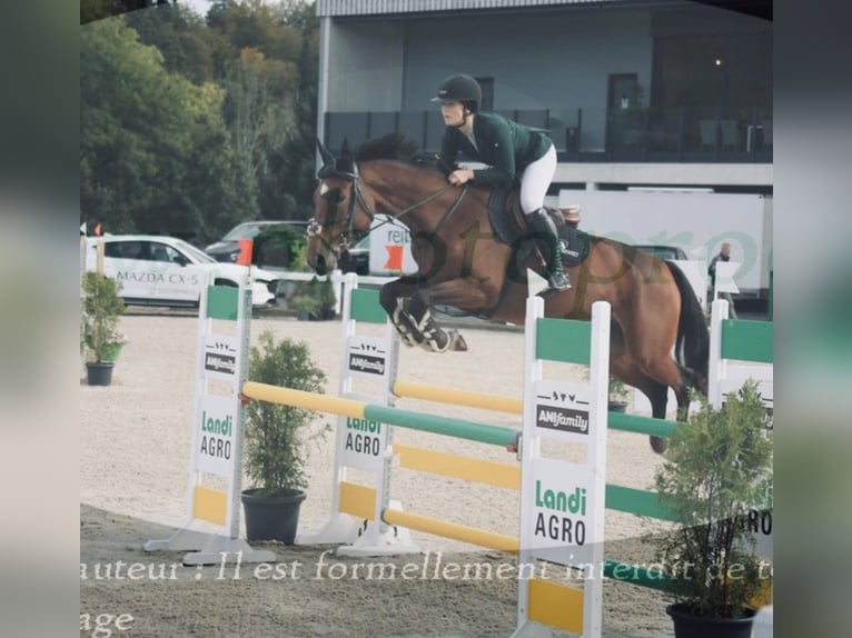 Belgijski koń gorącokrwisty Klacz 6 lat 166 cm Ciemnogniada in Gossau SG