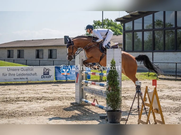 Belgijski koń gorącokrwisty Klacz 6 lat 166 cm Gniada in Hamm