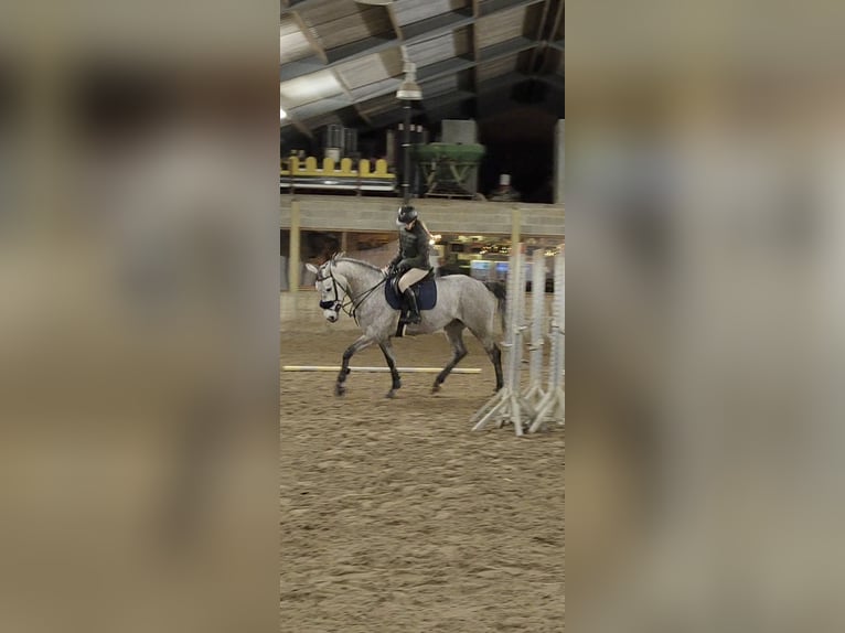 Belgijski koń gorącokrwisty Klacz 6 lat 168 cm in Ophoven-Kinrooi