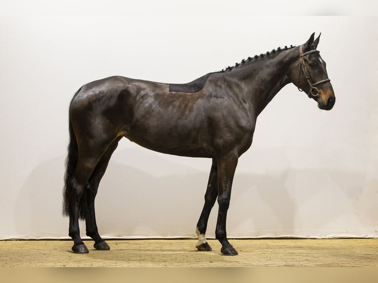 Belgijski koń gorącokrwisty Klacz 6 lat 169 cm Ciemnogniada in Waddinxveen