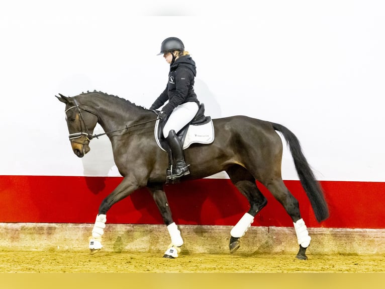 Belgijski koń gorącokrwisty Klacz 6 lat 169 cm Ciemnogniada in Waddinxveen